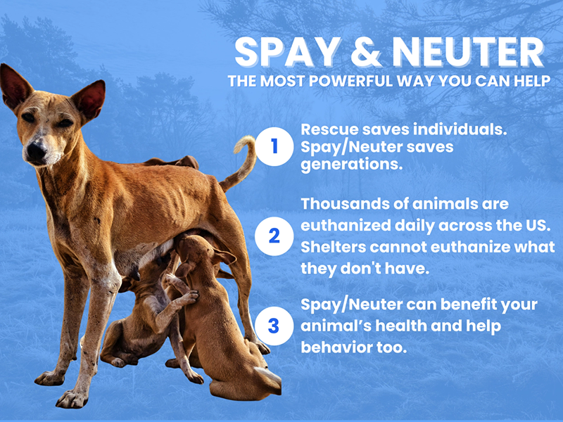 Spay & Neuter: The Most Powerful Way You Can Help